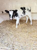 Vaars kalveren en witte stieren, Dieren en Toebehoren, Runderen, Mannelijk, 0 tot 2 jaar