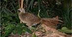Lady amherst fazant hen, Dieren en Toebehoren, Vrouwelijk