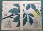 Botanische aquarel Iwasaki Tsunemasa Honzo Zufu nummer 5, Antiek en Kunst, Kunst | Etsen en Gravures, Ophalen of Verzenden