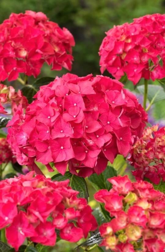 Hortensia soorten in 2 liter pot, Tuin en Terras, Planten | Tuinplanten, Overige soorten, Halfschaduw, Ophalen