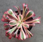 Aeonium Lina, Vetplant, Minder dan 100 cm, Bloeiende kamerplant, Halfschaduw