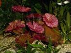 tijgerlotus (Nymphaea lotus) Aquarium plant, Dieren en Toebehoren, Vissen | Aquaria en Toebehoren, Ophalen, Nieuw, Plant(en), Steen of Hout