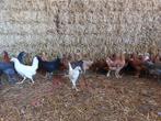 Jonge legkippen, Dieren en Toebehoren, Vrouwelijk, Kip