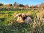 Walliser schwarznase ram aangeboden., Dieren en Toebehoren, Schapen, Geiten en Varkens, Mannelijk, Schaap