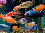 Malawi cichliden A-Quality S/xL 5 - 20 cm, Dieren en Toebehoren, Vissen | Aquariumvissen, Vis, Zoetwatervis, Schoolvis