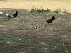 Chaamse hoenders goudpel, Dieren en Toebehoren, Pluimvee, Meerdere dieren, Kip