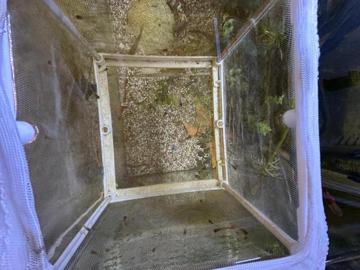 Baby visjes te koop!, Dieren en Toebehoren, Vissen | Aquariumvissen, Zoetwatervis, Vis