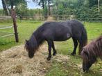 Merries, Dieren en Toebehoren, Pony's, Niet van toepassing, Hengst, A pony (tot 1.17m), Recreatiepony