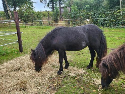 Merries, Dieren en Toebehoren, Pony's, Hengst, Niet van toepassing, A pony (tot 1.17m), Recreatiepony, 0 tot 2 jaar, Gechipt