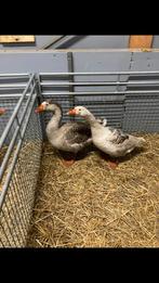 Koppel schimmelbonte vrouw met man, Dieren en Toebehoren, Pluimvee, Meerdere dieren, Eend