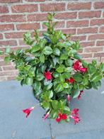 planten, Tuin en Terras, Ophalen, Zomer, Overige soorten, Volle zon
