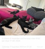 Kittens te koop, Dieren en Toebehoren, Katten en Kittens | Raskatten | Korthaar, Meerdere dieren