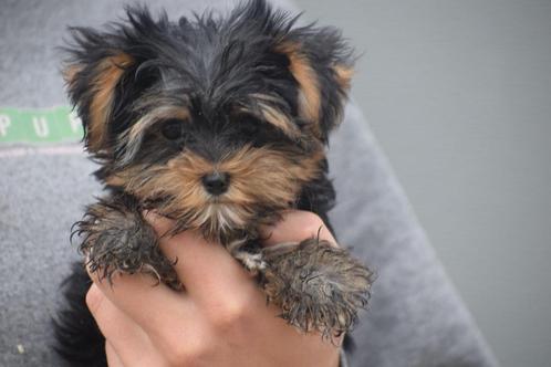 Yorkshire terrier pups, Dieren en Toebehoren, Honden | Jack Russells en Terriërs, Meerdere dieren, Yorkshire Terriër, Fokker | Professioneel