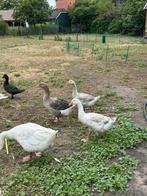Jonge gans te koop, Dieren en Toebehoren, Pluimvee, Gans of Zwaan