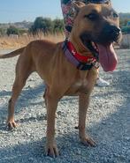 Jasmin verblijft in Cyprus, Rabiës (hondsdolheid), Handelaar, 1 tot 2 jaar, Buitenland