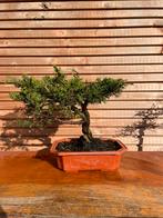 Bonsai Juniperus itoigawa, Volle zon, Bloeit niet, Minder dan 100 cm, Overige soorten