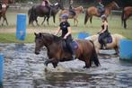 Bijrijd/verzorgpaard gezocht, Dieren en Toebehoren, Ophalen of Verzenden