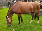 12 jarig lieve recreatie merrie, klein paard, Dieren en Toebehoren, Paarden, Minder dan 160 cm, B, 11 jaar of ouder, Recreatiepaard
