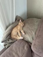 Kitten 10 weken, Dieren en Toebehoren, Katten en Kittens | Raskatten | Korthaar, Poes, Ontwormd, 0 tot 2 jaar