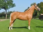 3 jarige topbrave welsh D pony, Dieren en Toebehoren, Merrie, B, Gechipt, Dressuurpony
