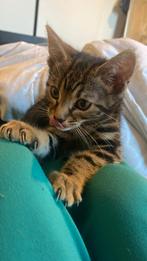 Kitten X Bengaal, Dieren en Toebehoren, Katten en Kittens | Raskatten | Korthaar, Poes, Ontwormd, 0 tot 2 jaar