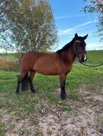 Lieve 7 jarige kinderpony, Dieren en Toebehoren, Merrie, Dressuurpony, 7 tot 10 jaar, L