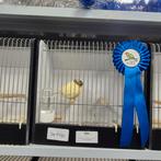 Glosters te koop, Dieren en Toebehoren, Vogels | Kanaries, Meerdere dieren, Kleurkanarie