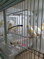 Kanaries ( geel mozaiek ), Dieren en Toebehoren, Meerdere dieren