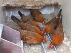 Friese hoen goudpel groot, Dieren en Toebehoren, Pluimvee, Vrouwelijk