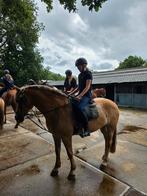 Lease pony/paard gezocht/ bijrijder- verzorgster aangeboden, Ophalen, Nieuw
