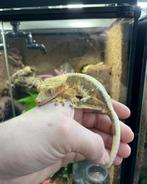 Lilly white wimpergekko vrouw - PET ONLY, Dieren en Toebehoren, Reptielen en Amfibieën, Hagedis