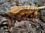 Wimpergekko
Correlophus ciliatus
Nk 2022 vrouw, Hagedis