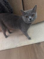 Britse kort haar te koop., Dieren en Toebehoren, Katten en Kittens | Raskatten | Korthaar, Poes, 0 tot 2 jaar