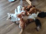 Mainecoon x Europese korthaar Kittens, gechipt& geënt., Kater, Gechipt, 0 tot 2 jaar