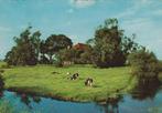 FRIESLAND Boerderij met Koeien (Gekartelde Rand), Verzenden, 1960 tot 1980, Gelopen, Friesland