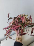 Hoya wayetii tricolor .2., Huis en Inrichting, Kamerplanten, Minder dan 100 cm, Ophalen of Verzenden, In pot, Volle zon