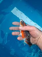 Koi tekoop., Karper of Koi