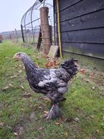 Mooie brahma zilver patrijs haan, Mannelijk, Kip