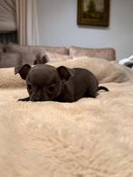 Chihuahua pups, Dieren en Toebehoren, CDV (hondenziekte), 8 tot 15 weken, Meerdere, Meerdere dieren