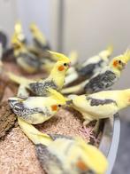 Jonge valkparkieten, Dieren en Toebehoren, Meerdere dieren, Papegaai, Pratend