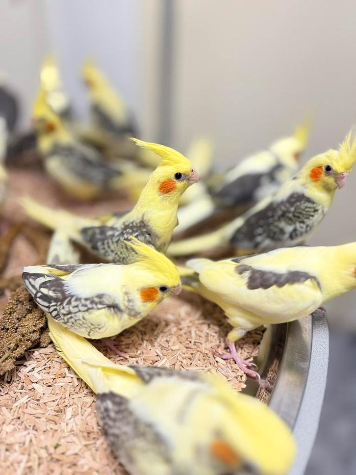 Jonge valkparkieten, Dieren en Toebehoren, Vogels | Parkieten en Papegaaien, Papegaai, Meerdere dieren, Pratend, Tam, Geringd