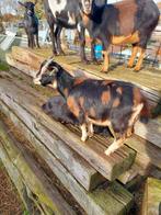 Dwergbokje met maanvlekken  zoekt harem, Dieren en Toebehoren, Mannelijk, Schaap
