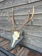 Edelhert gewei schedel jachttrofee, Ophalen, Zo goed als nieuw, Hert, Schedel