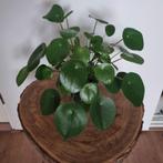 Pannenkoekplant met heel veel stekjes., Huis en Inrichting, Kamerplanten, Ophalen, Overige soorten, Minder dan 100 cm