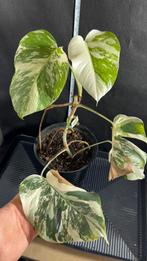 Prachtige Monstera Deliciosa Variegata Albo te koop!, Huis en Inrichting, Kamerplanten, Ophalen of Verzenden, Overige soorten