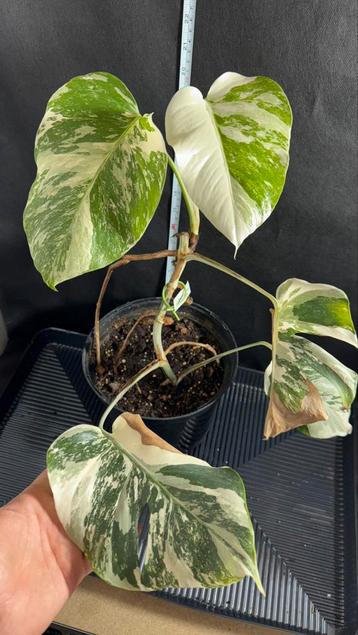 Prachtige Monstera Deliciosa Variegata Albo te koop! beschikbaar voor biedingen