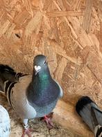 Kleur postduiven 20 euro p.s, Dieren en Toebehoren, Vogels | Duiven, Meerdere dieren, Postduif