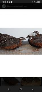 Te koop en gevraagd, Dieren en Toebehoren, Mannelijk, Overige soorten