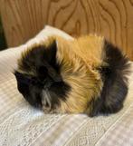 Jong cavia vrouwtje (peruvian x borstel), December, Vrouwelijk, Cavia