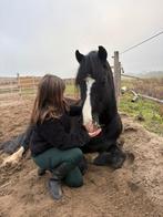 Verzorgpony gezocht!!, Dieren en Toebehoren, Paarden en Pony's | Verzorgingsproducten, Ophalen of Verzenden